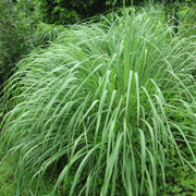 Lemongrass Seeds – Cymbopogon citratus