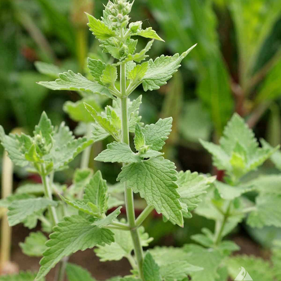 Catnip Seeds – Nepeta cataria