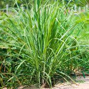 Lemongrass Seeds – Cymbopogon citratus