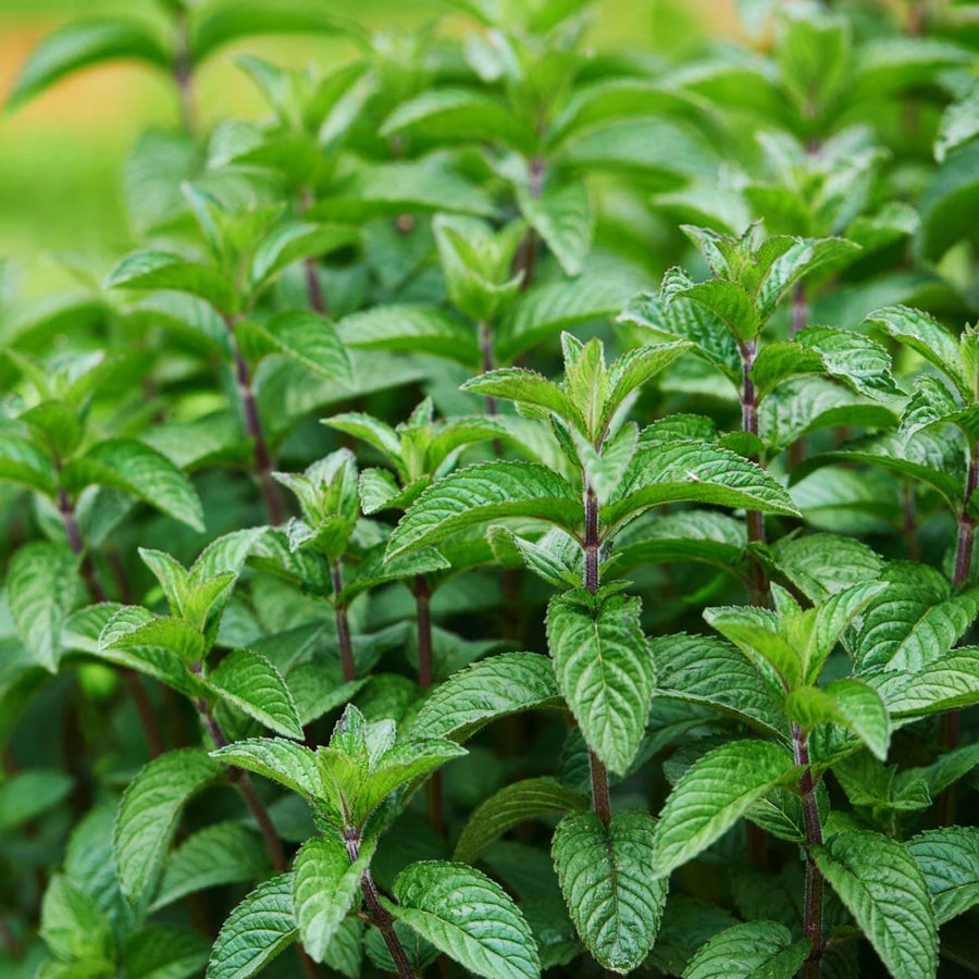 Mint Seeds – Mentha spp.