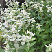 Mint Seeds – Mentha spp.
