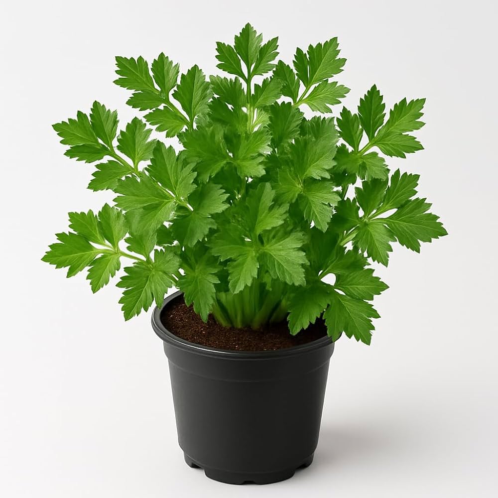 Parsley Seeds – Petroselinum crispum