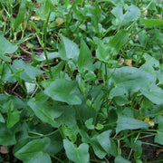 Sorrel Seeds – Rumex acetosa