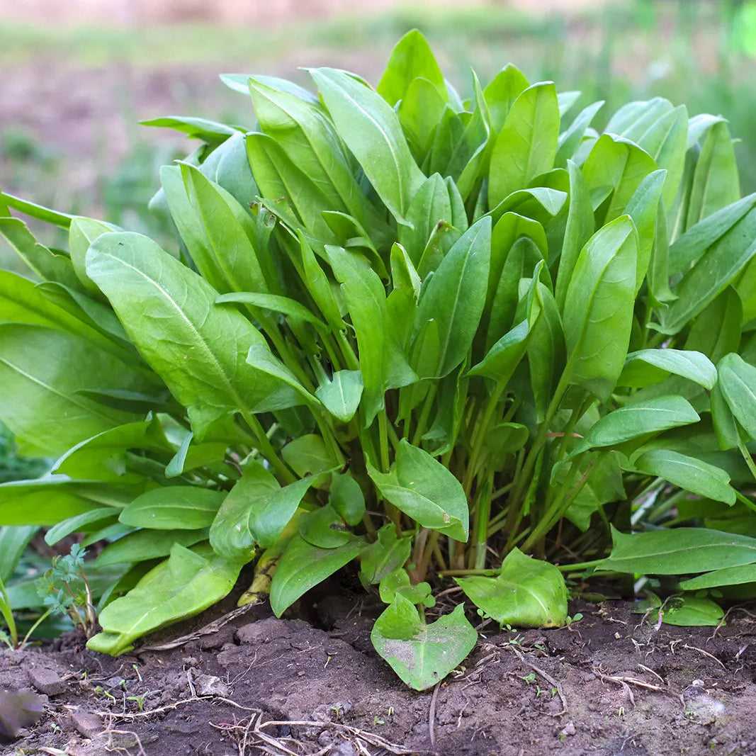 Sorrel Seeds – Rumex acetosa