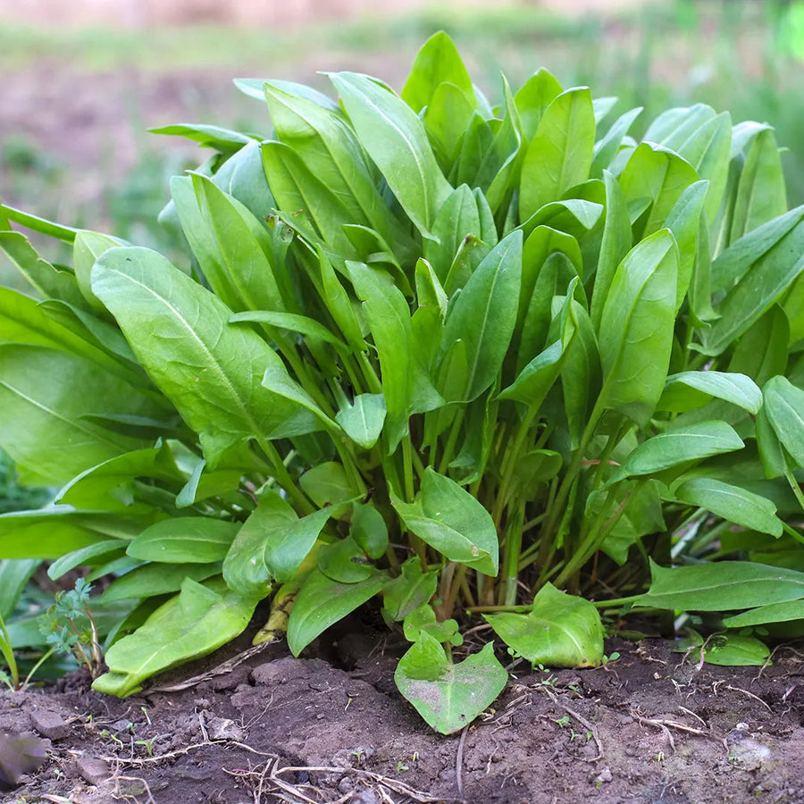 Sorrel Seeds – Rumex acetosa