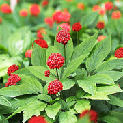 Ginseng Seeds – Panax ginseng