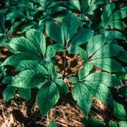 Ginseng Seeds – Panax ginseng