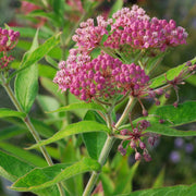 Milkweed Seeds – Asclepias spp.