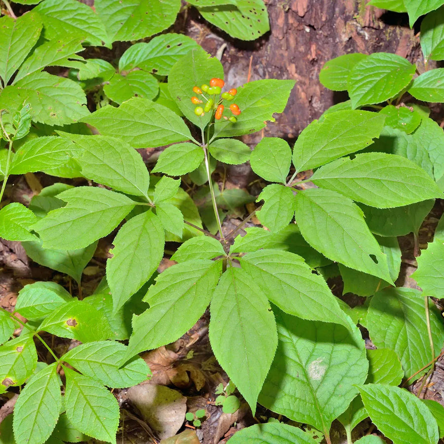 Ginseng Seeds – Panax ginseng
