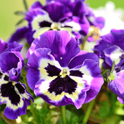 Pansy Seeds – Viola × wittrockiana