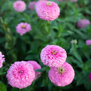 Zinnia Seeds – Zinnia elegans