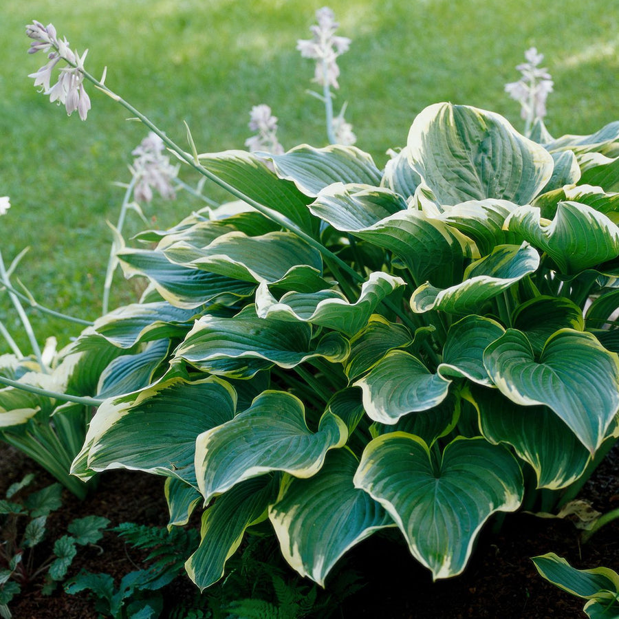 Hosta Seeds – Hosta spp.