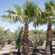 Palm Tree Seeds – Arecaceae spp.