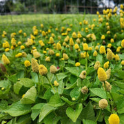 Toothache Plant Seeds – Acmella oleracea
