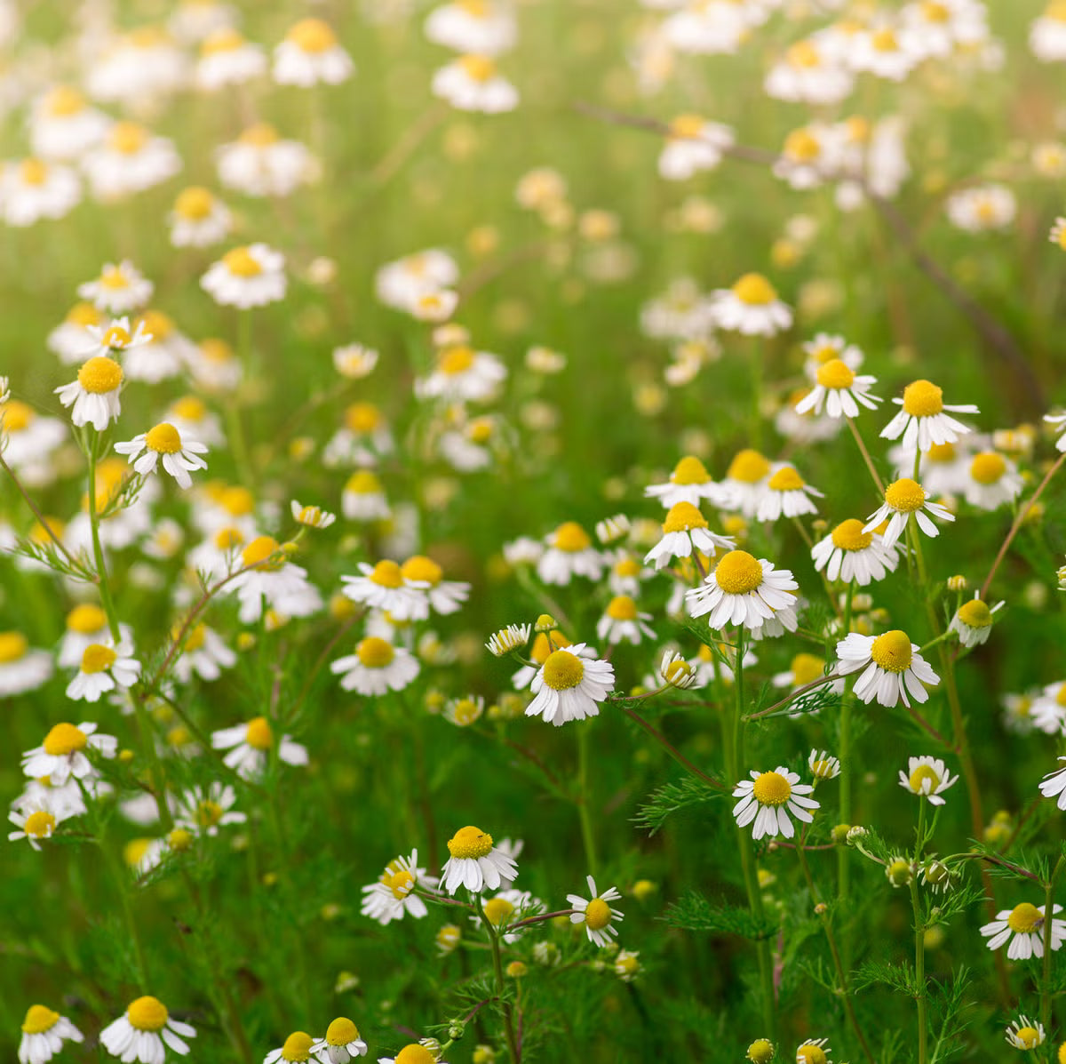 Chamomile Seeds – Matricaria chamomilla