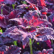 Coleus Seeds – Coleus scutellarioides