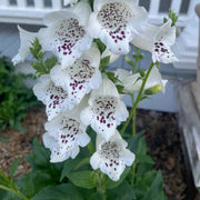 Foxglove Seeds – Digitalis purpurea