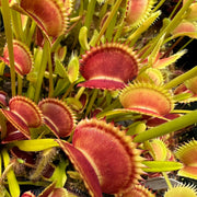 Venus Fly Trap Seeds – Dionaea muscipula