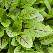 Sorrel Seeds – Rumex acetosa