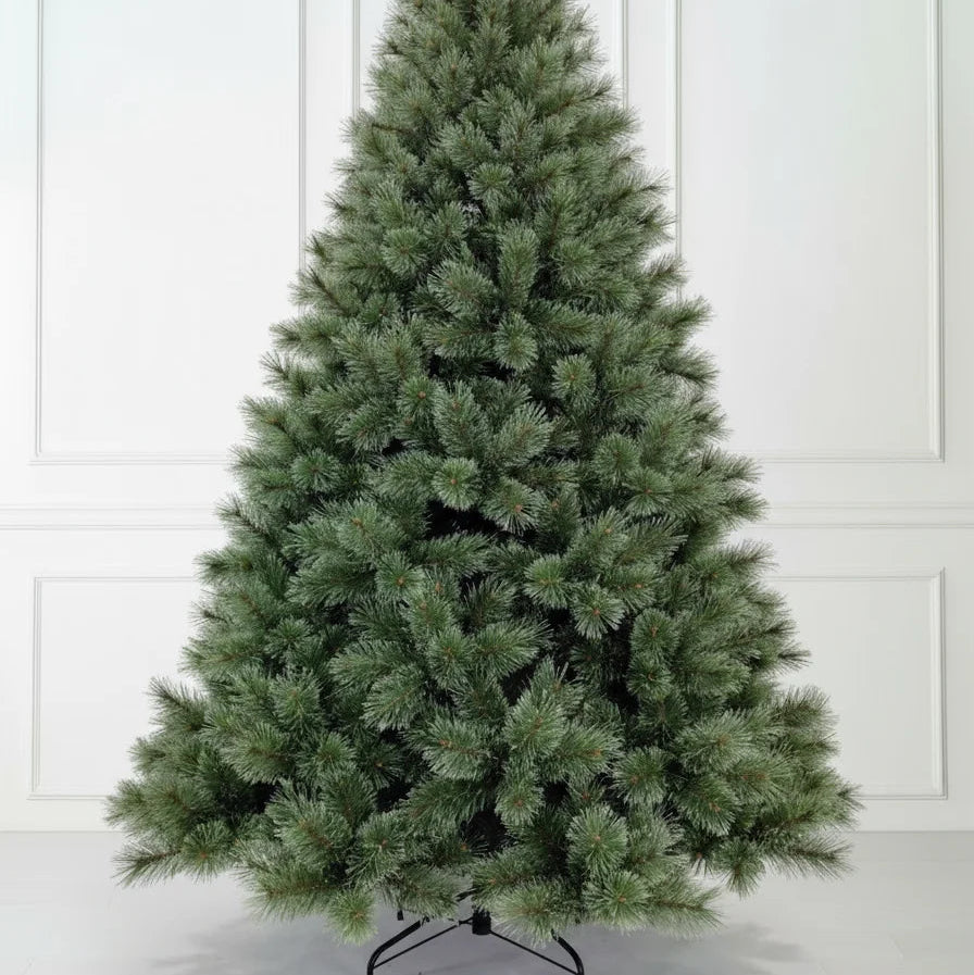 Pine Tree Seeds – Pinus spp.