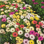 Osteospermum Seeds – Osteospermum ecklonis