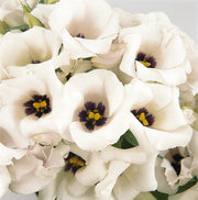 Lisianthus Seeds – Eustoma grandiflorum