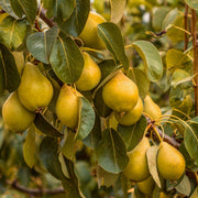 Pear Seeds – Pyrus communis