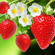 Strawberry Seeds – Fragaria × ananassa