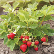 Strawberry Seeds – Fragaria × ananassa