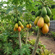 Papaya Seeds – Carica papaya