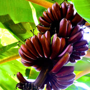 Banana Seeds – Musa acuminata