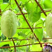 Passion Fruit Seeds – Passiflora edulis
