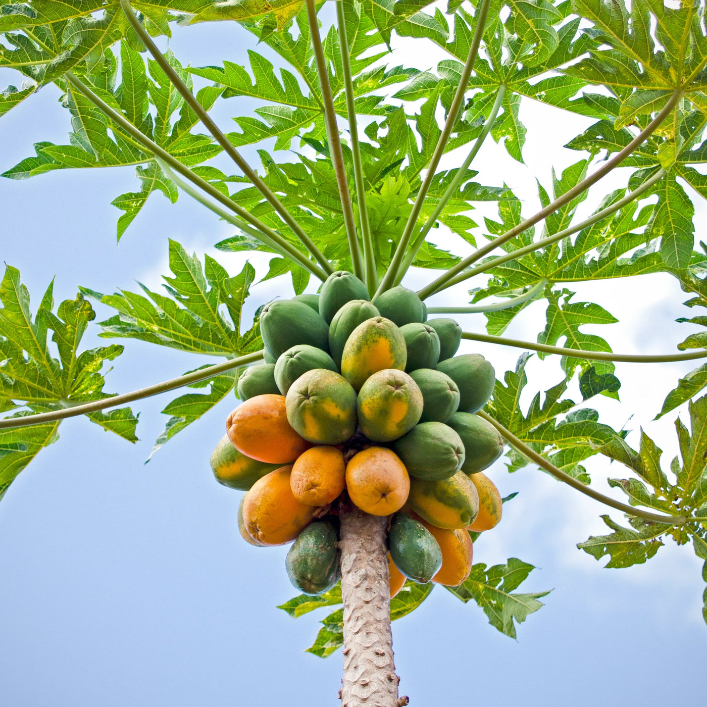 Papaya Seeds – Carica papaya