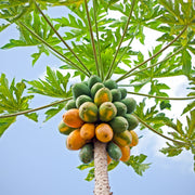 Papaya Seeds – Carica papaya