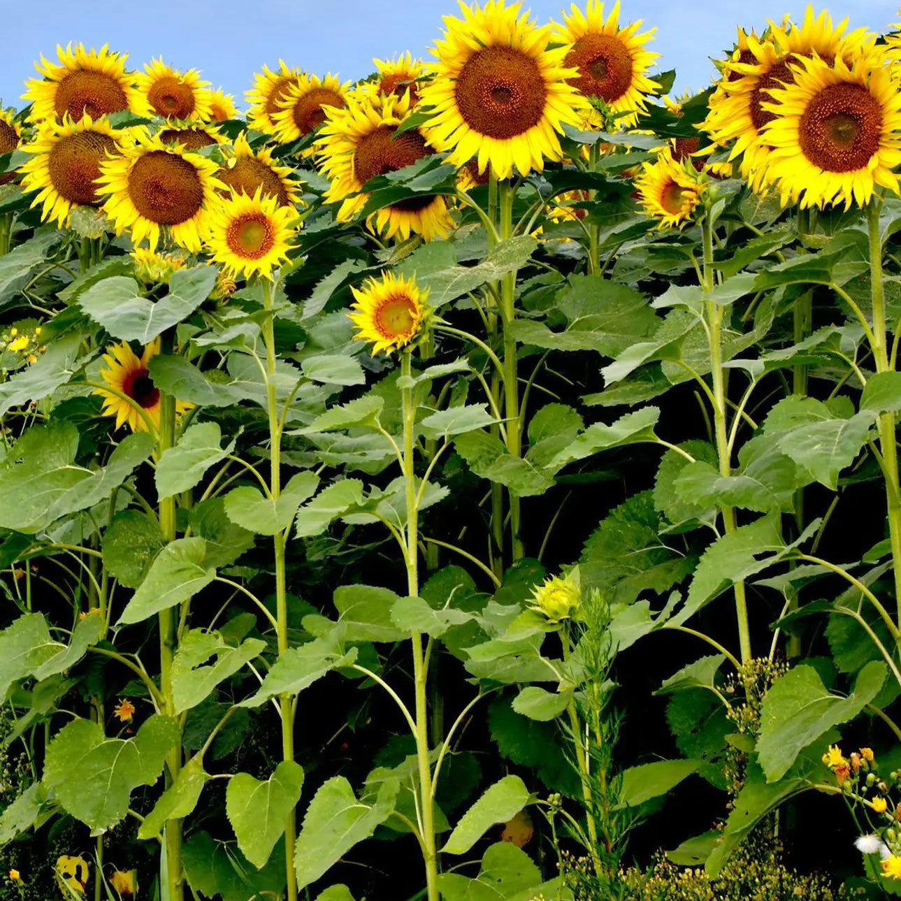 Sunflower Seeds – Helianthus annuus