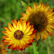 Strawflower Seeds – Xerochrysum bracteatum