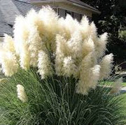 Ornamental Grass Seeds – Poaceae spp.