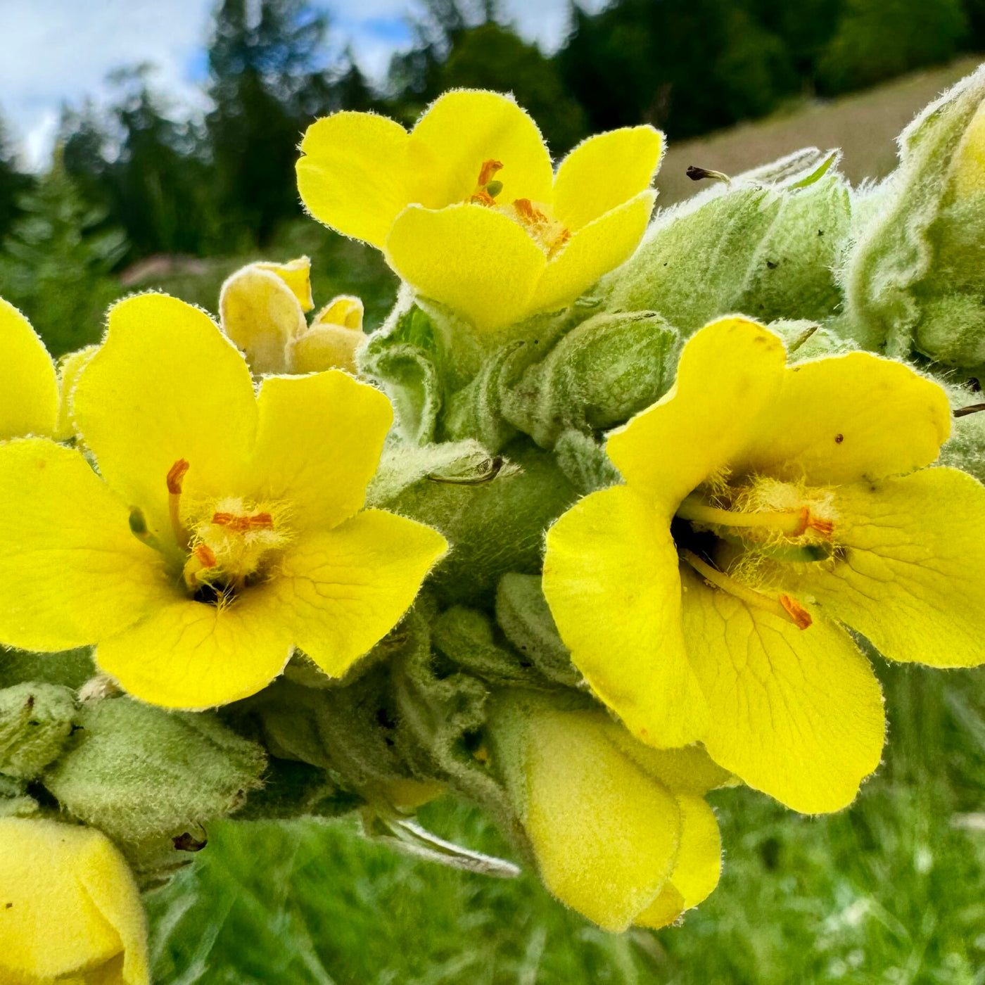 Mullein Seeds – Verbascum thapsus