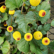 Toothache Plant Seeds – Acmella oleracea