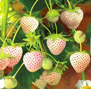 Strawberry Seeds – Fragaria × ananassa