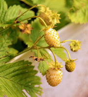 Strawberry Seeds – Fragaria × ananassa