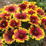 Blanket Flower Seeds – Gaillardia aristata