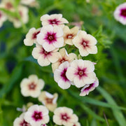 Phlox Seeds – Phlox drummondii