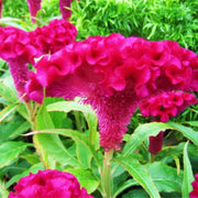 Cockscomb Seeds – Celosia cristata