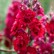 Snapdragon Seeds – Antirrhinum majus