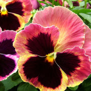Pansy Seeds – Viola × wittrockiana
