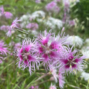Dianthus Seeds – Dianthus chinensis