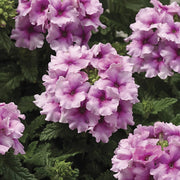 Verbena Seeds – Verbena × hybrida