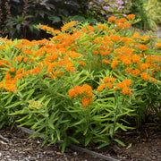 Milkweed Seeds – Asclepias spp.