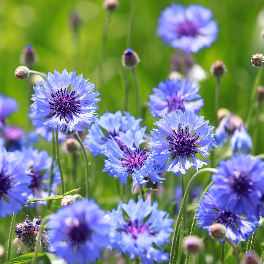 Bachelor Button Seeds – Centaurea cyanus